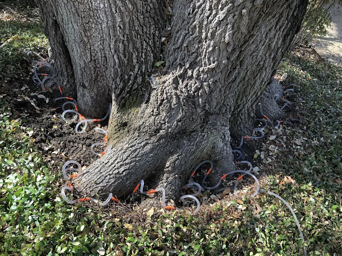 Detailed Tree Cabling and Bracing job site in Higginsport