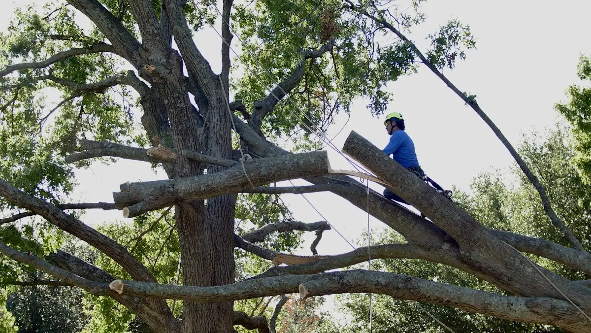 Professional Crown Thinning performed by certified arborists in Higginsport