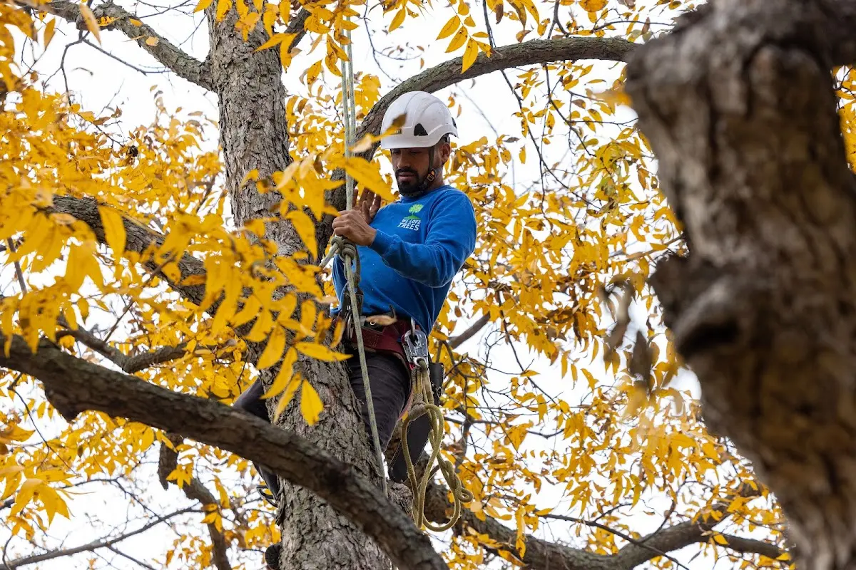 Skilled Tree Transplanting crew working in Higginsport